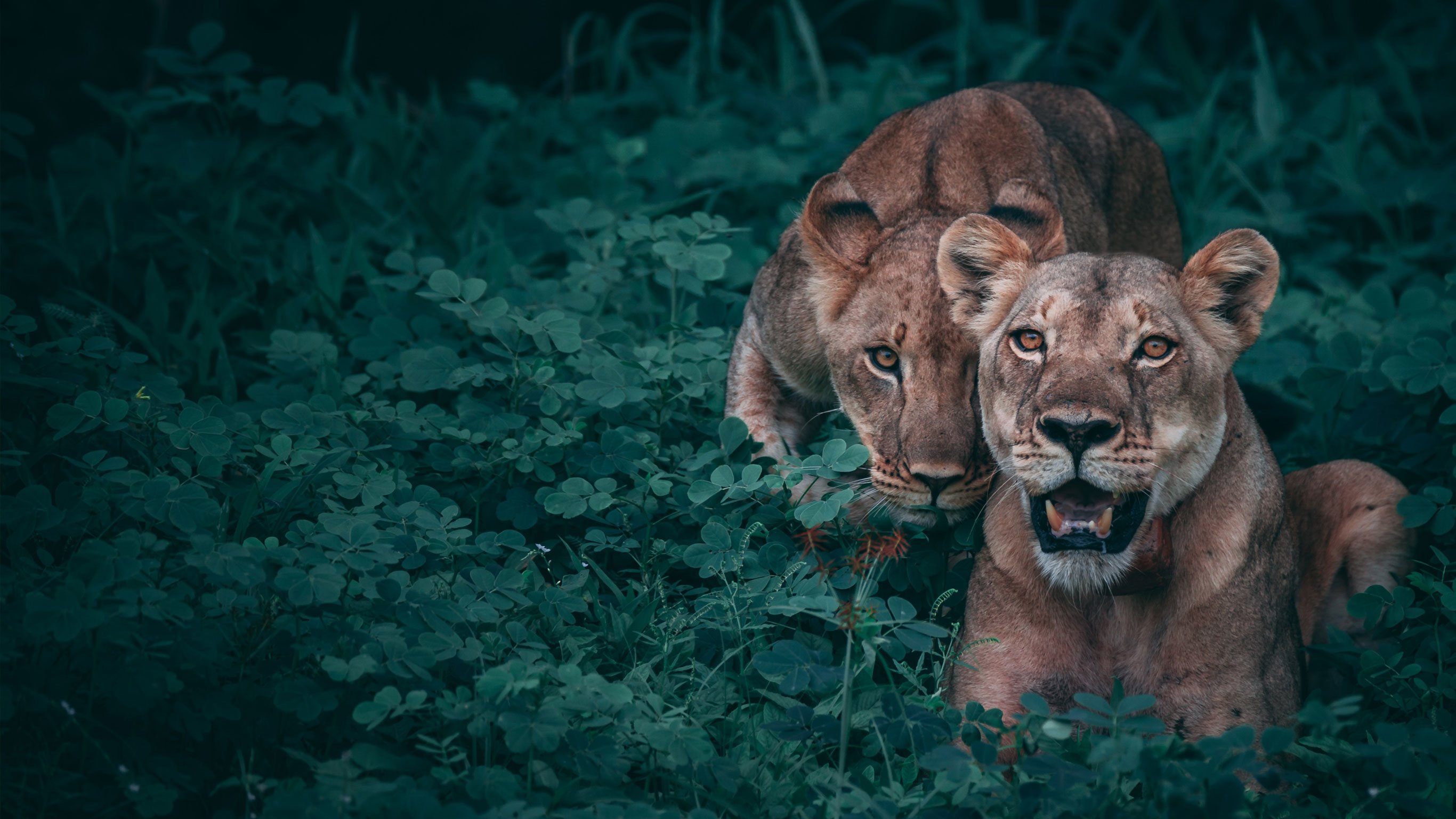 Botswana Tours - Customisable Trips