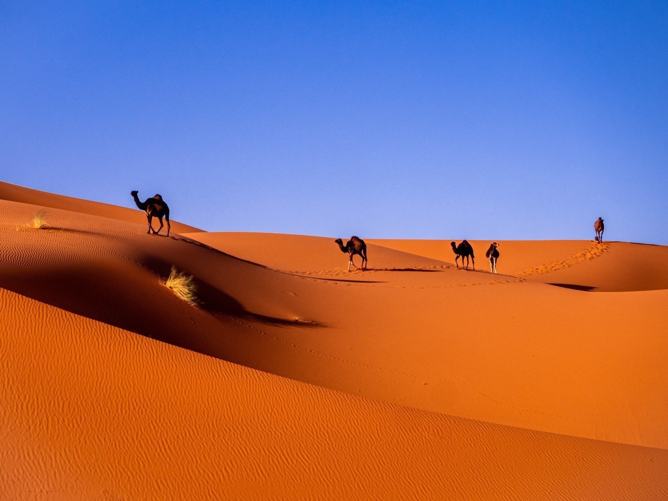 This Sahara Desert Tour From Marrakesh Will Be A Trip To Remember